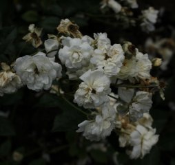 schneewittchen-lamb-389