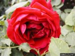 hearts-desire-the-dow-gardens-bugwoodorg.jpg