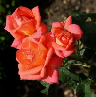 sultane-736