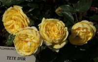 tete-dor-286_0