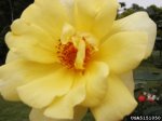 high-noon-the-dow-gardens-bugwoodorg.jpg