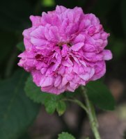 thalie-le-gentile147