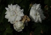 unique-blanche141_0