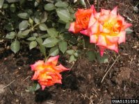 hot-tamale-the-dow-gardens-bugwoodorg.jpg