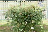 white-fleurette-074
