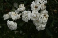 yvonne-rabier-380