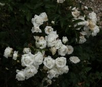 yvonne-rabier382
