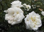 innocence-the-dow-gardens-bugwoodorg.jpg