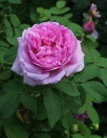 comte-de-chambord-103