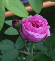 comte-de-chambord-104