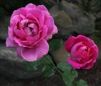 j-s-baar-077