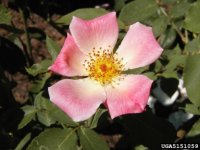 irish-elegance-the-dow-gardens-bugwoodorg.jpg