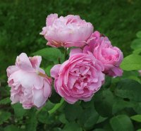 mary-rose112