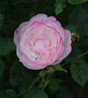 mme-pierre-oger122