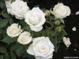 irrwsitible-the-dow-gardens-bugwoodorg.jpg