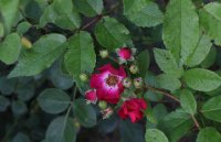 siewka-balleriny-133
