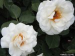 ivory-fashion-the-dow-gardens-bugwoodorg.jpg