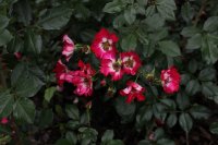 cherry-meidiland-ogrod-bot-lublin-2011-049