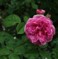 gertrude-yekyll-ogrod-bot-lublin-2011-067