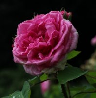 gertrude-yekyll-ogrod-bot-lublin-2011-068