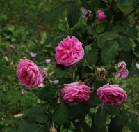gertrude-yekyll-ogrod-bot-lublin-2011-069