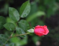 kalahari-ogrod-bot-lublin-2011-037