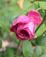 lavendula-ogrod-bot-lublin-2011-023