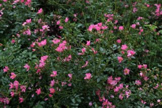 pink-cover-ogrod-bot-lublin-2011-043