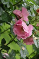 pink-robusta-grod-bot-lublin-2011-047