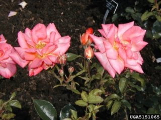 jiminy-cricket-the-dow-gardens-bugwoodorg.jpg