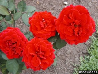 john-s-armstrong-the-dow-gardens-bugwoodorg.jpg