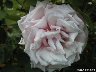 joyfullness-the-dow-gardens-bugwoodorg.jpg