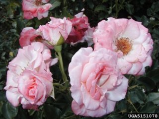 lilibet-the-dow-gardens-bugwoodorg.jpg