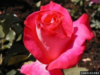 lobo-the-dow-gardens-bugwoodorg.jpg