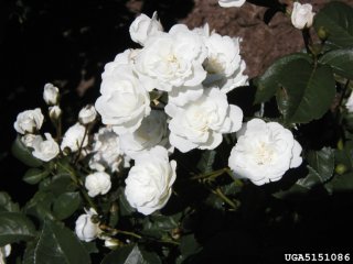 lullaby-the-dow-gardens-bugwoodorg.jpg
