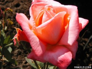 maria-stern-the-dow-gardens-bugwoodorg.jpg