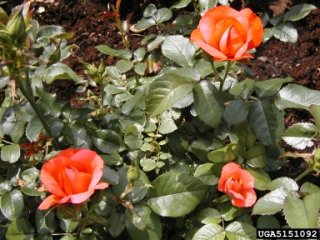 marmalade-skies-the-dow-gardens-bugwoodorg.jpg