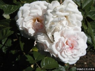 marie-pavie-the-dow-gardens-bugwoodorg.jpg