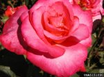 marijke-koopman-the-dow-gardens-bugwoodorg.jpg