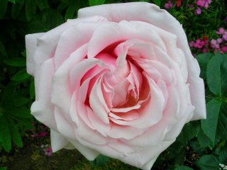 rose_anna_pavlova