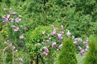 blush-damask-jpg1_