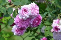blush-damask-jpg2_