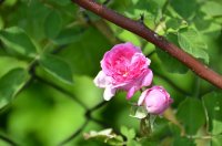 blush-damask-jpg3_