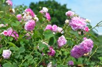 blush-damask-jpg4_