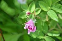 blush-damask-jpg5_