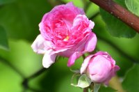blush-damask