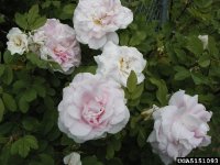 martin-frobisher-the-dow-gardens-bugwoodorg.jpg