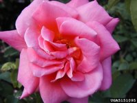 mary-margaret-mcbride-2-the-dow-gardens-bugwoodorg.jpg