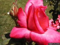 mary-margaret-mcbride-the-dow-gardens-bugwoodorg.jpg