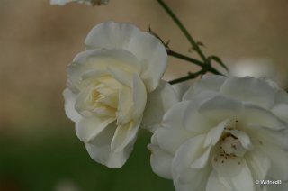 neige-dete-tantau-1998